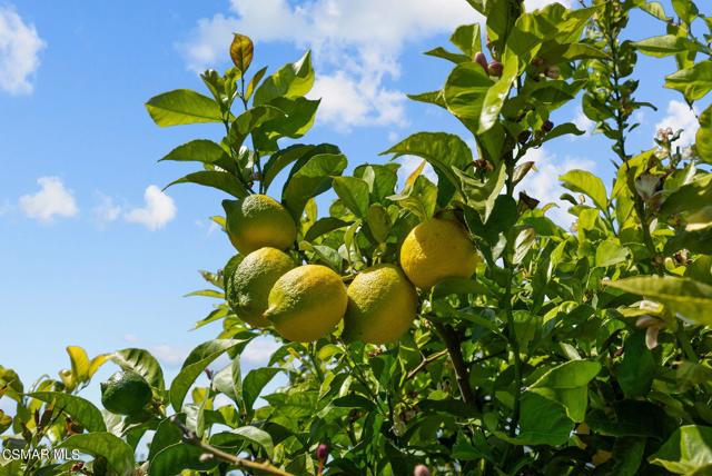 5682 Pine Grove Road, Santa Paula CA: https://media.crmls.org/mediaz/17dcce74-0a2b-4902-8fb2-fcf80c14cdb3.jpg