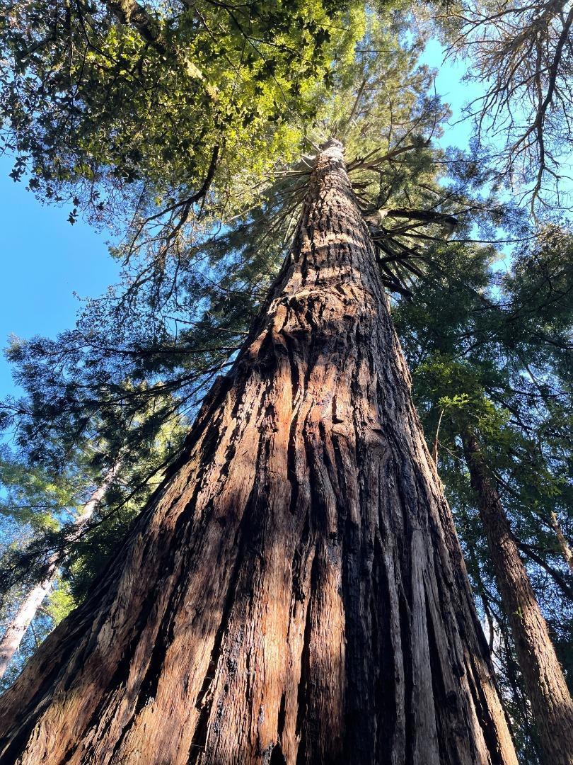 MLS #ML81979482 image #14