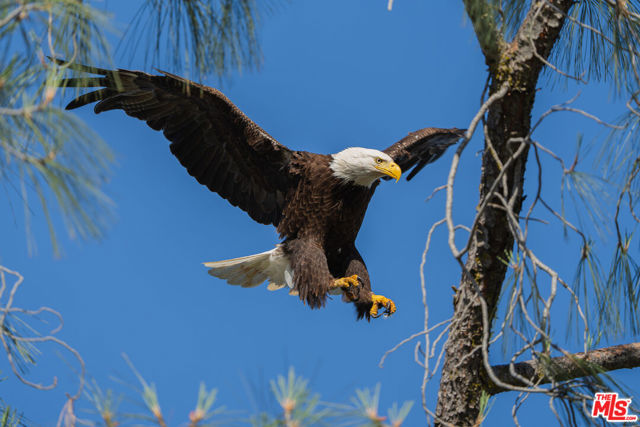 1 Blackhawk Lake, Coarsegold CA: https://media.crmls.org/mediaz/18130006-794e-4aba-a7d0-bc6595c8d336.jpg