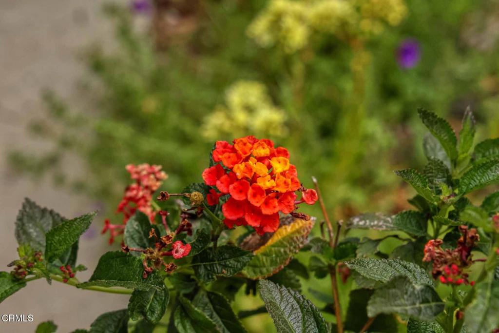 MLS #P1-21999 img 34