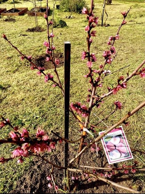 Detail Gallery Image 57 of 70 For 30606 Falling Star Circle, Valley Center,  CA 92082 - 4 Beds | 3 Baths