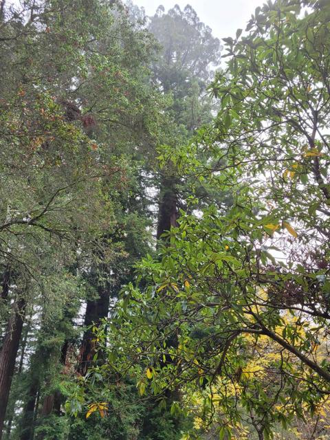 16885 Laurel Road, Los Gatos CA: https://media.crmls.org/mediaz/19890dbe-fe67-462e-b530-7c5861cb88ed.jpg
