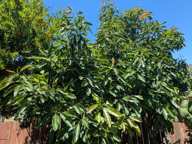 160 N 11th Street, San Jose CA: https://media.crmls.org/mediaz/19a9ec4b-2094-4310-a9b8-f88c1b1752d0.jpg
