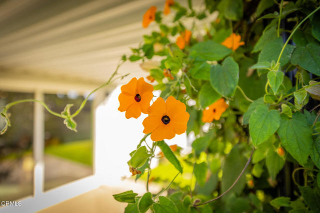 Detail Gallery Image 12 of 31 For 75 Maxine Ave, Oak View,  CA 93022 - 4 Beds | 2 Baths