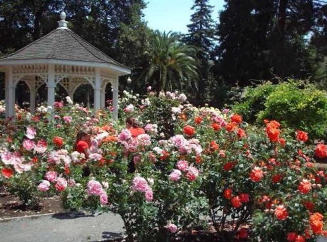1249 Oak Street, San Mateo CA: https://media.crmls.org/mediaz/1a316f0a-0e86-4ec0-9878-8611b8f5dd22.jpg
