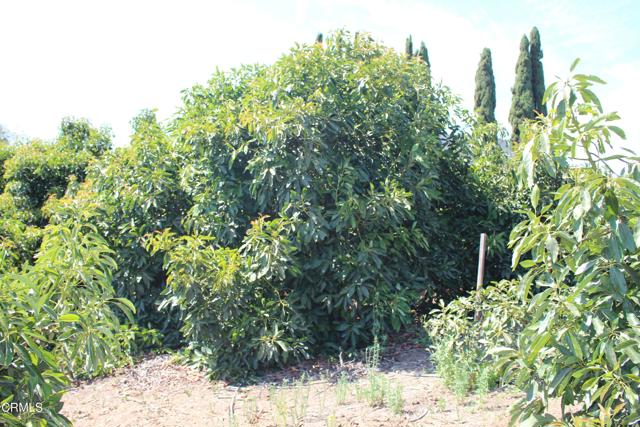 Detail Gallery Image 67 of 72 For 6150 Baja Vista Dr, Somis,  CA 93066 - 7 Beds | 5/2 Baths