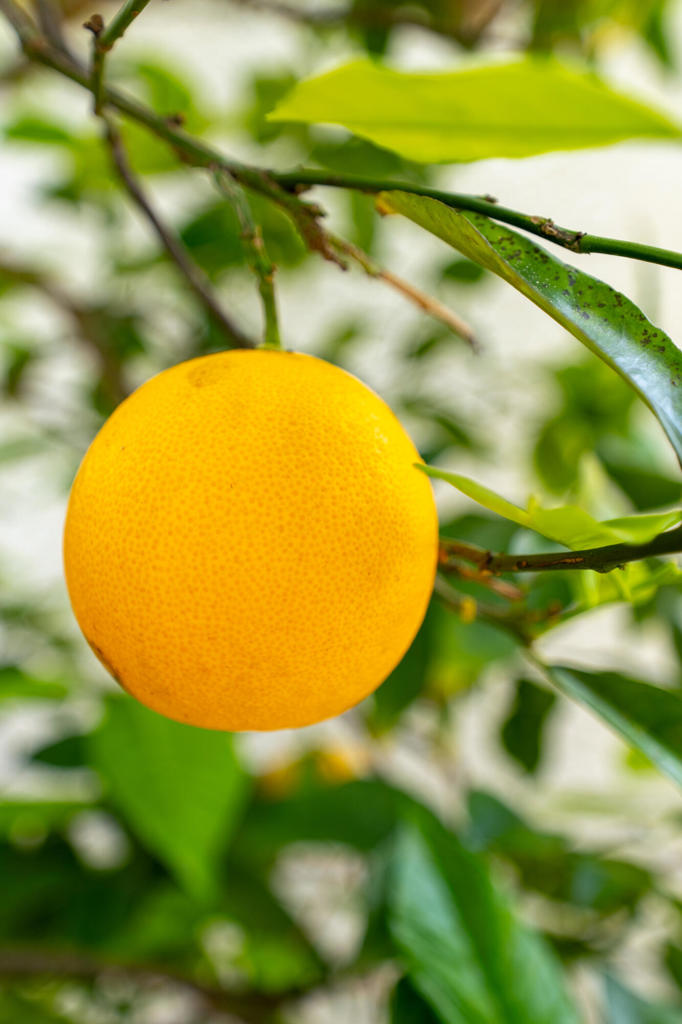 https://media.crmls.org/mediaz/1afce5f8-054f-42e8-a637-a3d00df43b70.jpg?preset=X-Large