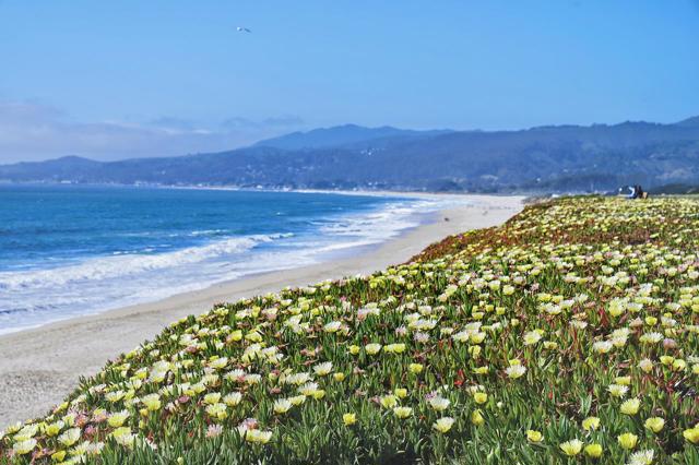 335 Grove Street, Half Moon Bay CA: https://media.crmls.org/mediaz/1b64588c-8f5e-4c2d-9c4a-edf2d4f2c79e.jpg