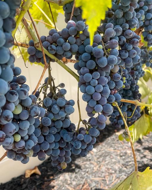 Detail Gallery Image 22 of 75 For 45721 Middle Gate Ct, Temecula,  CA 92592 - 6 Beds | 4/1 Baths