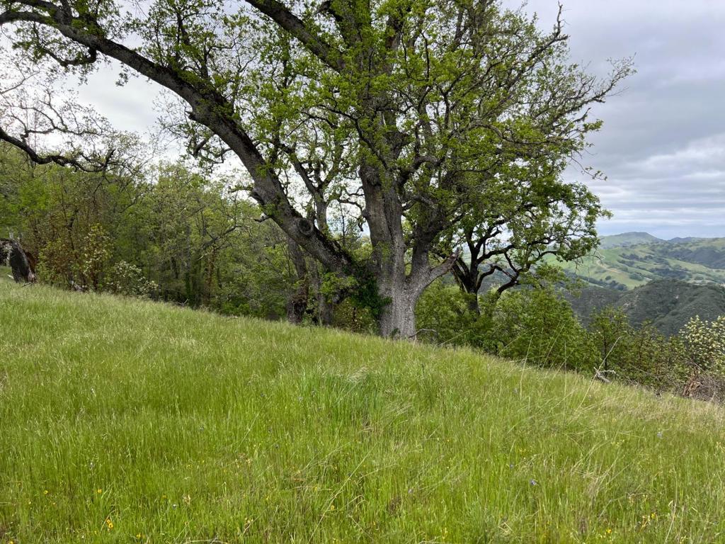 MLS #ML82007500 image #8