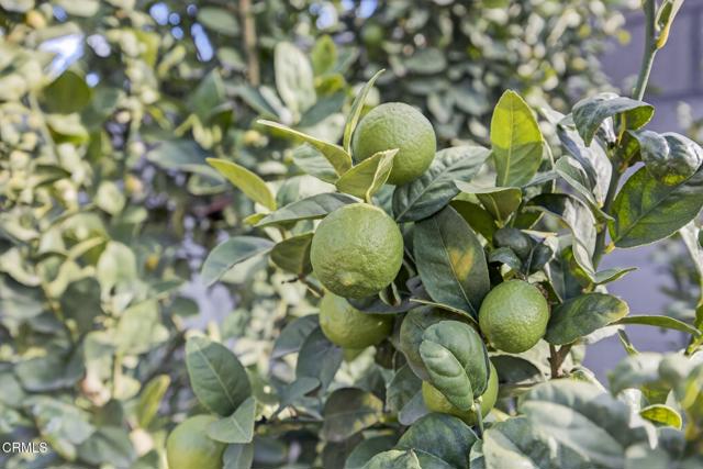 Detail Gallery Image 39 of 55 For 729 Ralph Way, Santa Paula,  CA 93060 - 2 Beds | 1 Baths