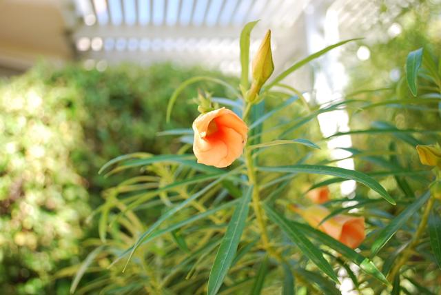 Image 17 of 18 For 78237 Willowrich Drive