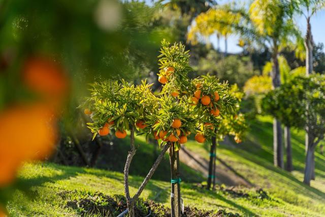 Detail Gallery Image 46 of 51 For 3376 Calle Tres Vistas, Encinitas,  CA 92024 - 5 Beds | 5/1 Baths