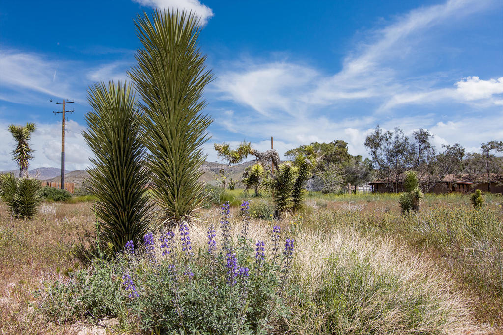 MLS #219139121PS image #4