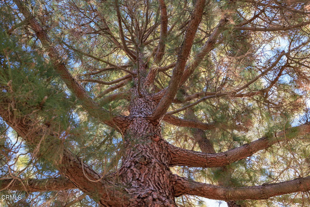 MLS #V1-33673 image #38