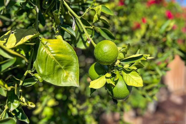 MLS #250041908SD image #58