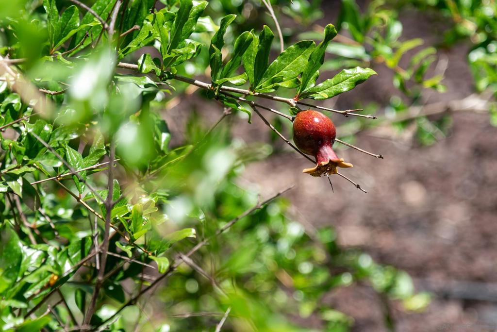 https://media.crmls.org/mediaz/1d99f53d-b4d5-4bfd-bfec-51ab94a21d3e.jpg?preset=X-Large