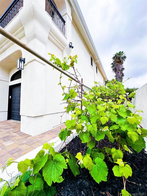 Grapes in side yard