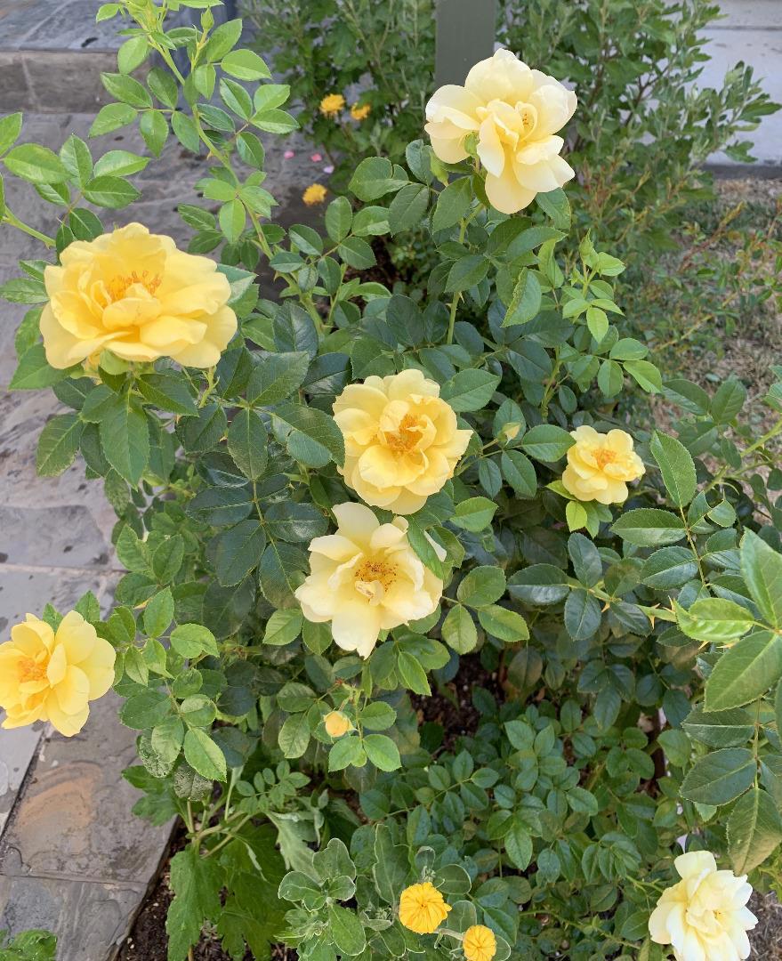 https://media.crmls.org/mediaz/1ed75966-a162-4540-bdad-c234c5c8d28d.jpg?preset=X-Large