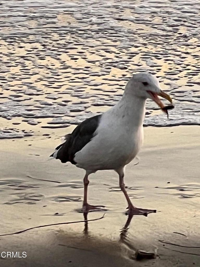 https://media.crmls.org/mediaz/1f0b9eff-632c-4477-b669-71fbb005e36d.jpg?preset=X-Large