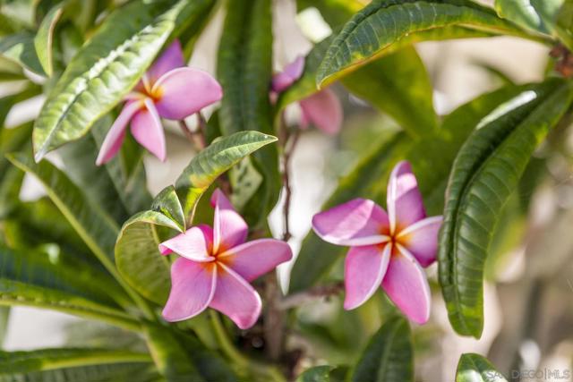 38795 Harris Truck Trail, Fallbrook CA: https://media.crmls.org/mediaz/1f232459-1a1e-4188-8751-90af9826e9dd.jpg