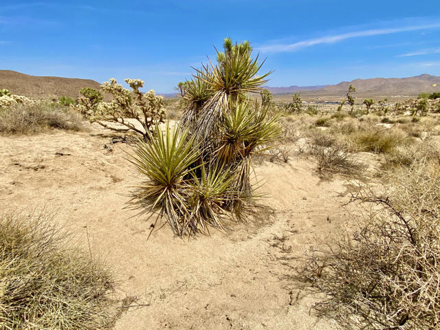 104 Bandera Road, Yucca Valley CA: https://media.crmls.org/mediaz/1f42a30f-48e7-4798-ae87-8ccff170a0ad.jpg