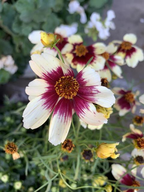 1152 Curtner Avenue, San Jose CA: https://media.crmls.org/mediaz/1f461ba4-0997-48e8-adfa-36c04b1bbbc7.jpg