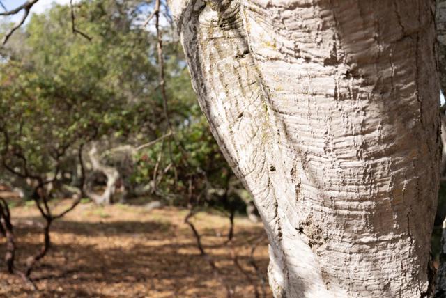 18221 Berta Canyon Road, Salinas CA: https://media.crmls.org/mediaz/1f5e4844-2c7f-47de-a6e4-799b745ed3bd.jpg