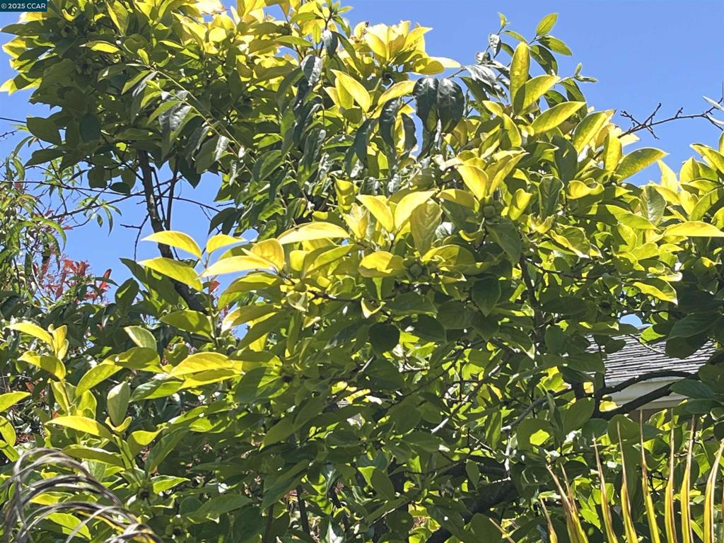https://media.crmls.org/mediaz/1f6aaf2e-13a9-4c74-8a5c-57de206a1139.jpg?preset=X-Large
