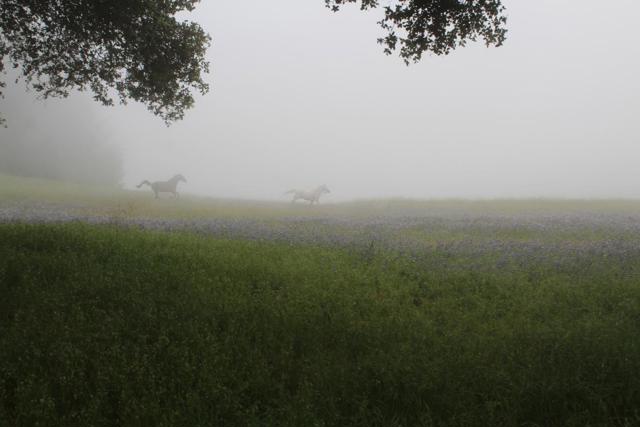 3980 Bonny Doon Road, Santa Cruz CA: https://media.crmls.org/mediaz/1f75e524-d3fe-4a72-a41c-f11051ccf9ac.jpg