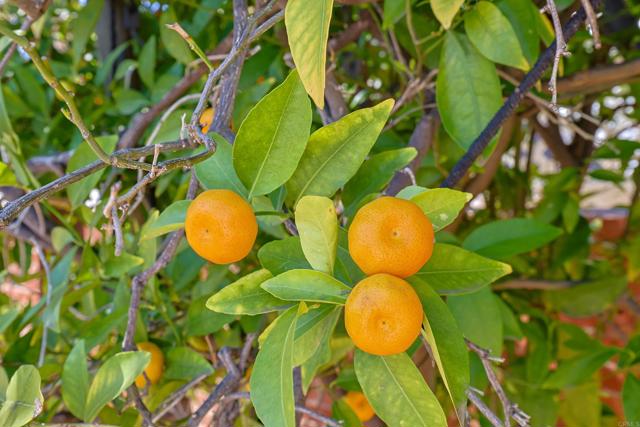 Detail Gallery Image 44 of 62 For 4350 68th Street, La Mesa,  CA 91942 - 3 Beds | 2 Baths