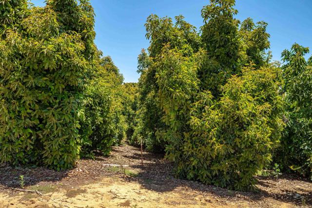 Detail Gallery Image 33 of 40 For 45000 Rancho Fallbrook Rd, Temecula,  CA 92590 - – Beds | – Baths