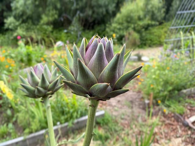 122 Strawberry Canyon Road,  CA: https://media.crmls.org/mediaz/1fc500e0-d361-48c4-b69f-4b195e9b1fb7.jpg