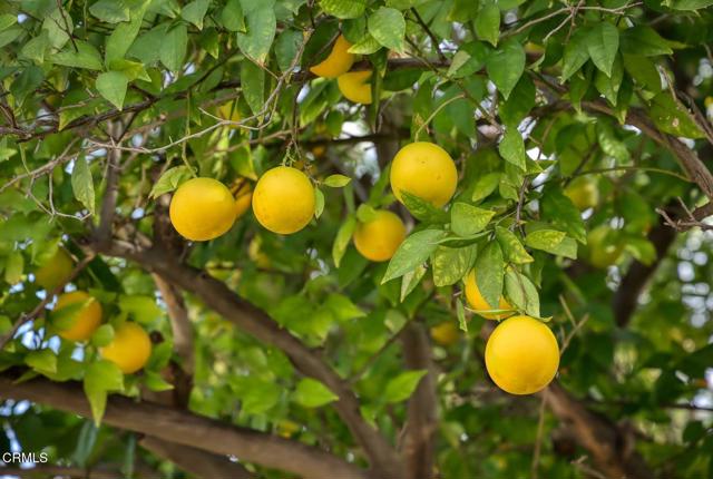 Detail Gallery Image 21 of 29 For 7046 Murietta Ave, Van Nuys,  CA 91405 - 4 Beds | 2 Baths