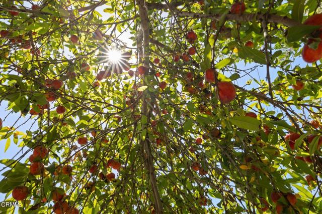 Detail Gallery Image 39 of 44 For 2340 Burnham Rd, Ojai,  CA 93023 - 3 Beds | 2 Baths