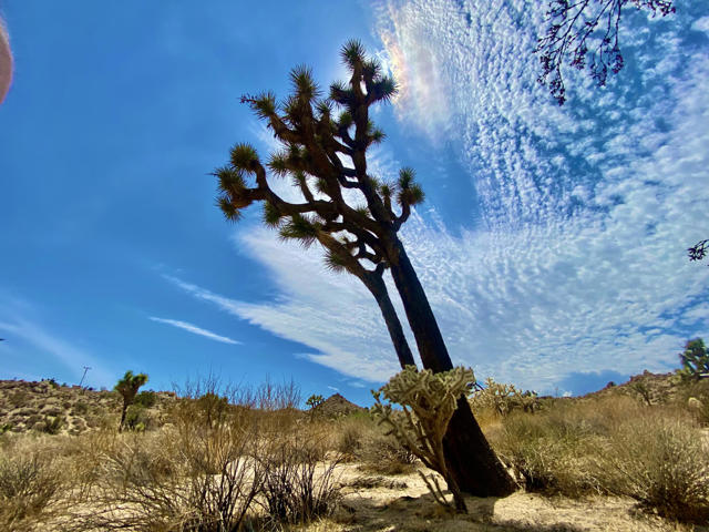 104 Bandera Road, Yucca Valley CA: https://media.crmls.org/mediaz/20187d43-907c-438a-88af-d4c44a7bd753.jpg