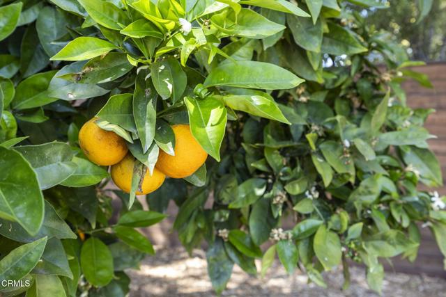 Detail Gallery Image 27 of 42 For 2667 Preble Ave, Ventura,  CA 93003 - 2 Beds | 1 Baths
