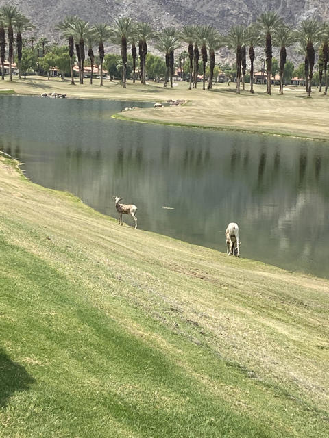 Bighorn Sheep