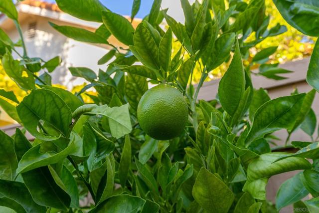 1363 Timberpond Dr, El Cajon CA: https://media.crmls.org/mediaz/204356a5-08c3-48d3-8167-b8183549eedf.jpg