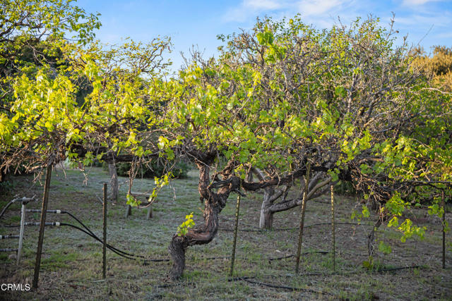 1270 Dove Meadow Road, Solvang CA: https://media.crmls.org/mediaz/20737531-6418-46da-80a1-cfc7f127a249.jpg