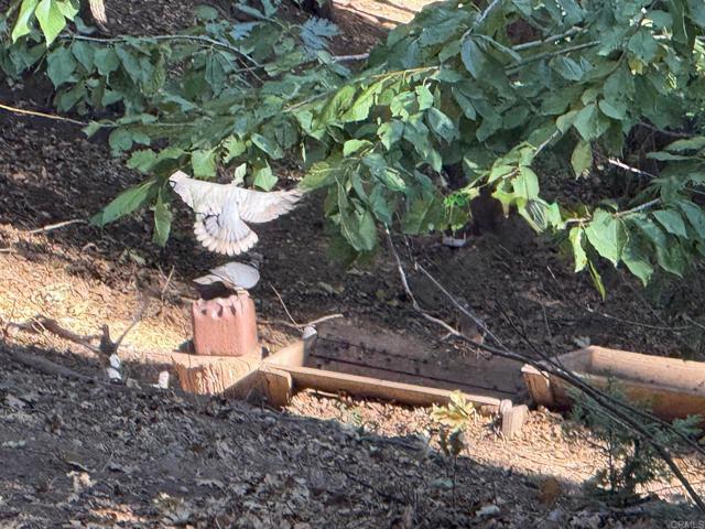 Detail Gallery Image 6 of 49 For 32811 Birch Hill Rd, Palomar Mountain,  CA 92060 - 2 Beds | 1 Baths