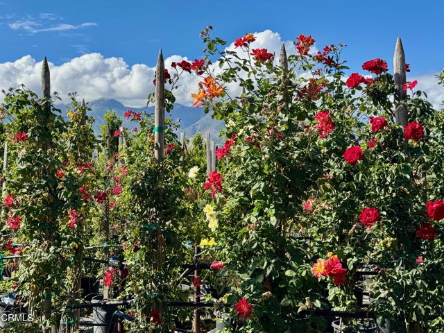 Front Image Thumbnail for CRV1-34492