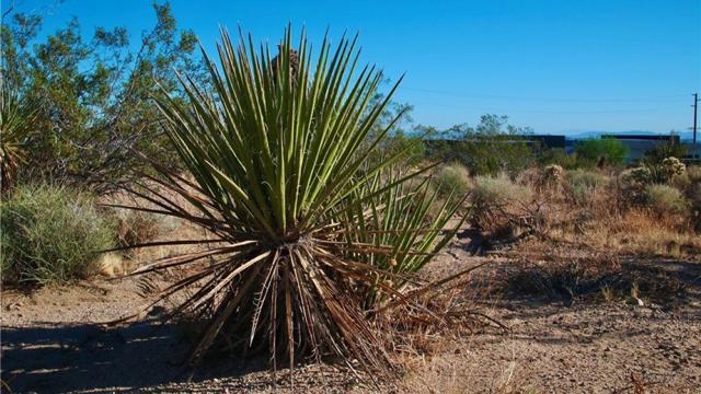 0 Latham Trail, Joshua Tree CA: https://media.crmls.org/mediaz/20b85dc5-0c88-489b-a20a-fac6eb8d3708.jpg
