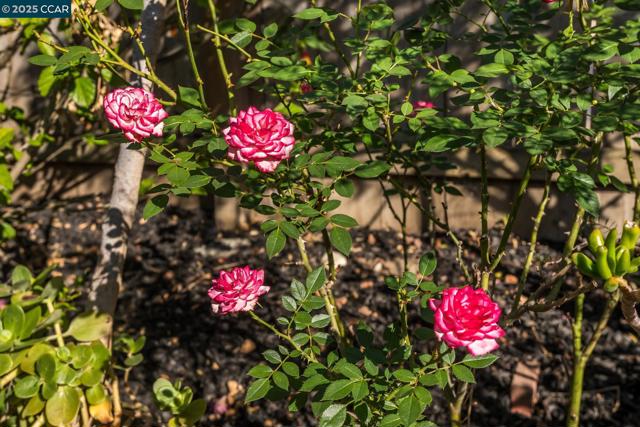 1769 Redwood Rd, Hercules CA: https://media.crmls.org/mediaz/20c67b55-d3e2-4a9b-afe6-0f815702d16b.jpg