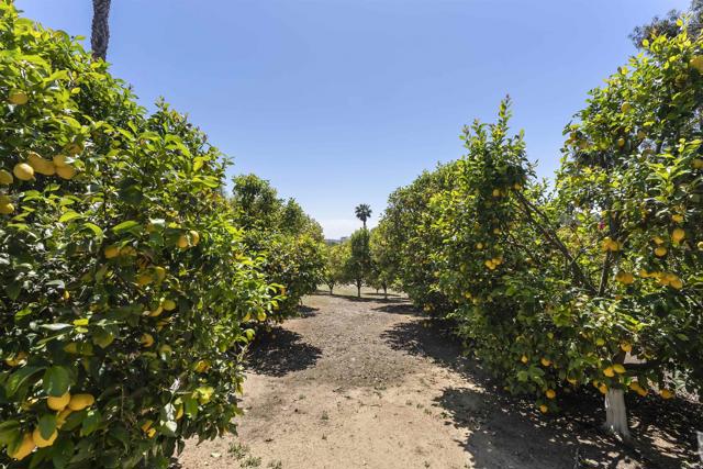 16733 Calle Hermosa, San Diego CA: https://media.crmls.org/mediaz/20e7aebe-3f2d-4e5d-a6cf-20c851093ff2.jpg