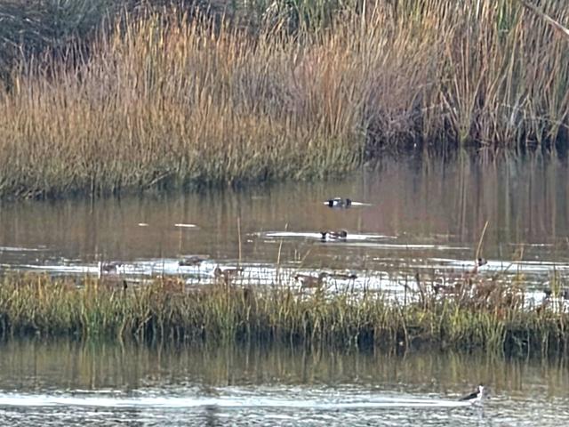 Detail Gallery Image 5 of 38 For 2666 Worden #8,  San Diego,  CA 92110 - 2 Beds | 1/1 Baths