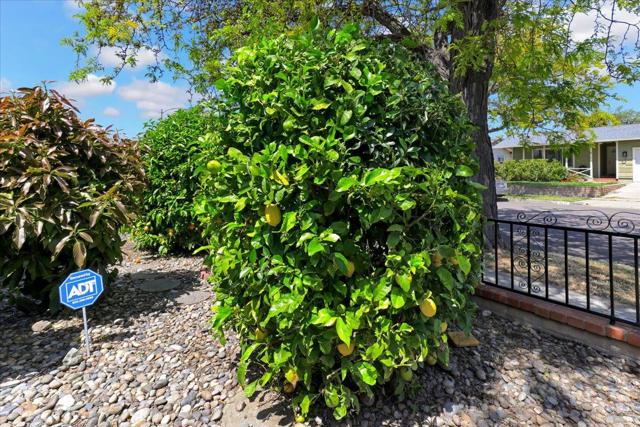 3139 Laneview Drive, San Jose CA: https://media.crmls.org/mediaz/219f9ecf-312d-45f0-95d1-f34c4b401500.jpg