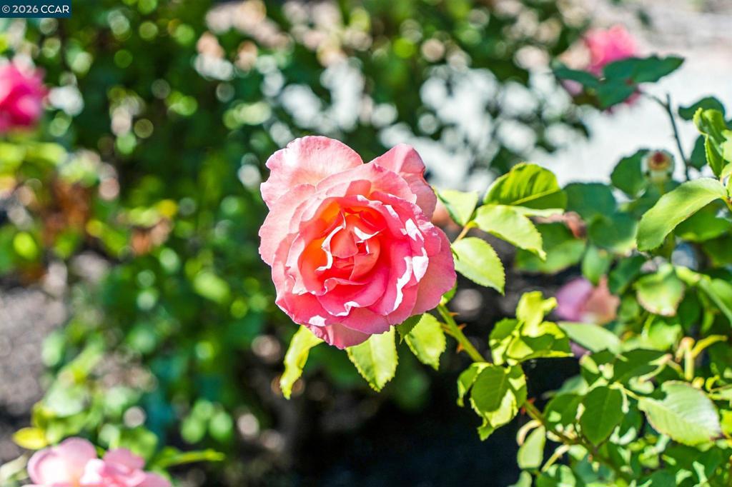 https://media.crmls.org/mediaz/21e32420-60a6-4ec0-9b4e-4c0fd0d4013c.jpg?preset=X-Large