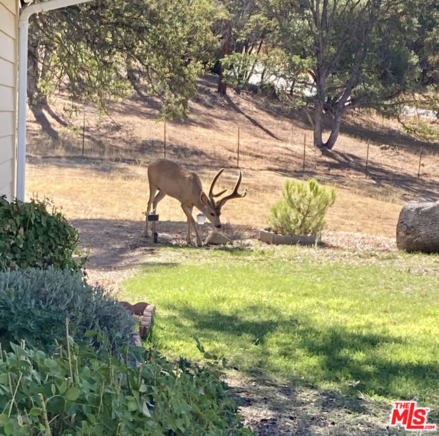 31229 Rolling Meadow Court, Coarsegold CA: https://media.crmls.org/mediaz/224f8712-09e0-45e0-942a-e643ce013ed0.jpg