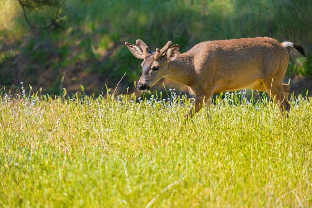 Image 27 of 31 For 3510 Deer Lake Park Road